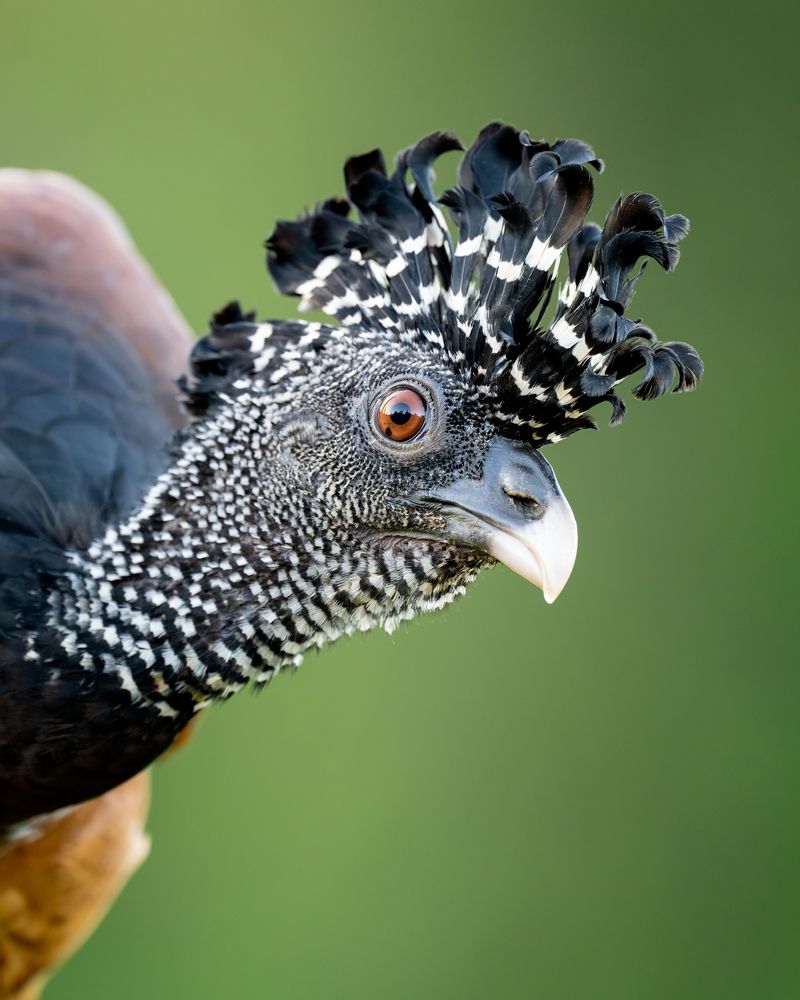 Curassow Curiosity