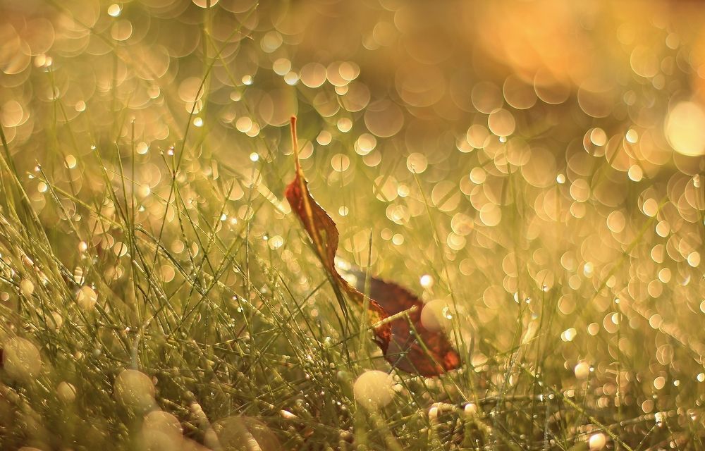 Photograph by Лайко Марина