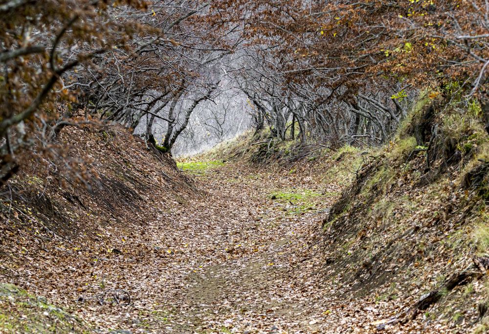 Photograph by Stamen Sotirov