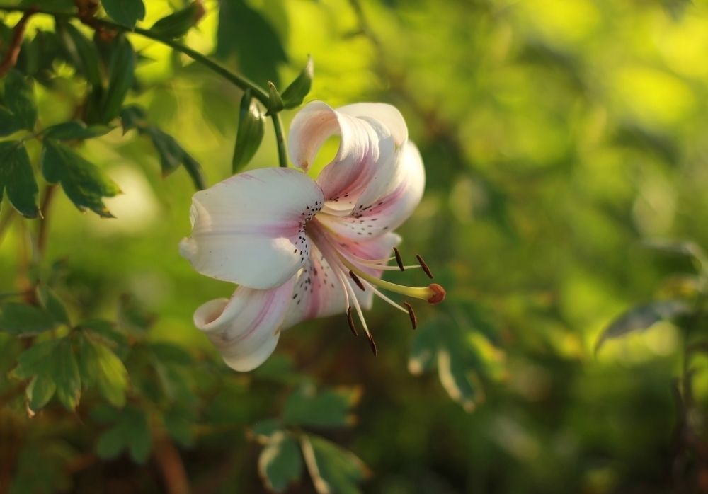 Photograph by Лайко Марина