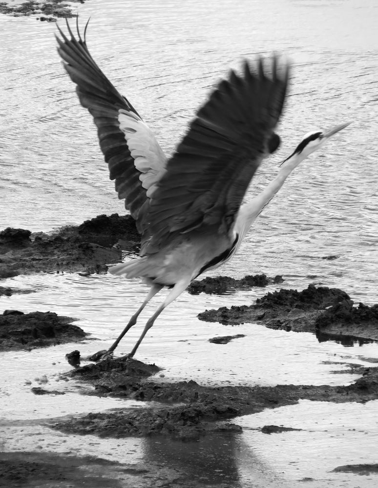 Photograph by Basie Marais