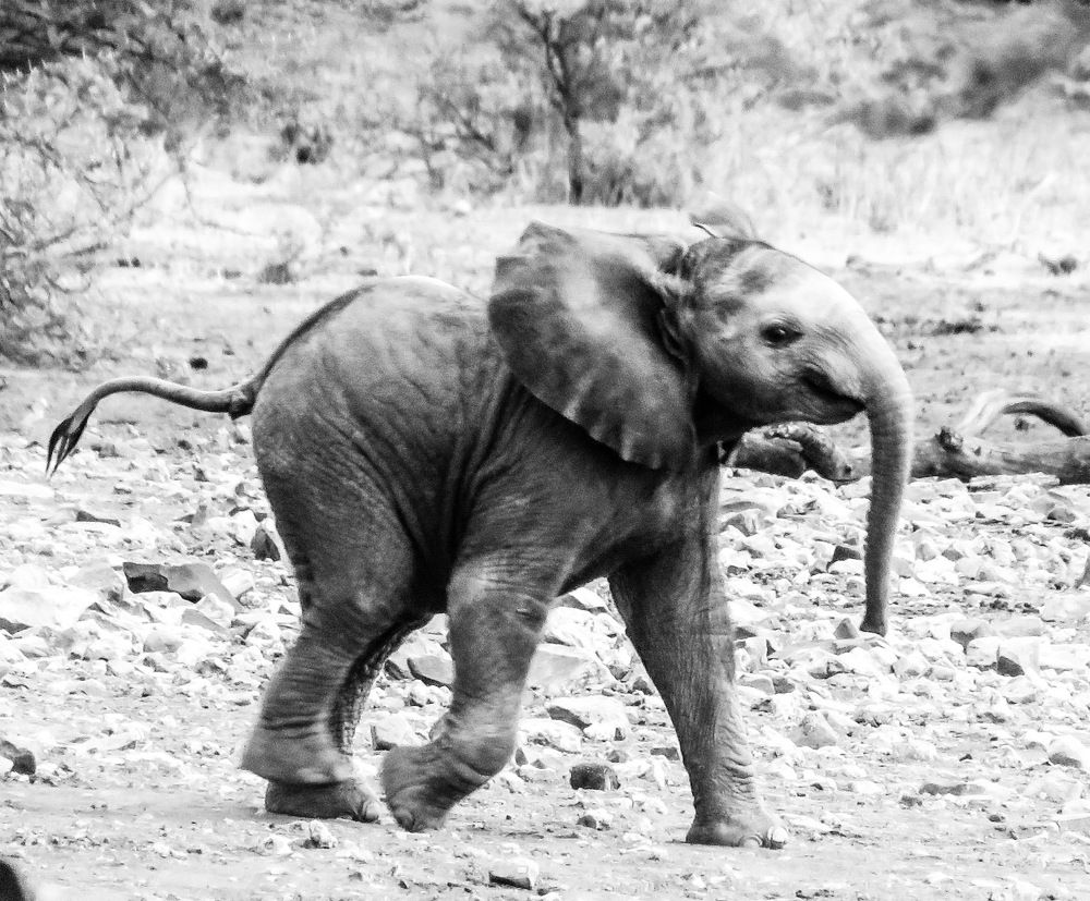 Photograph by Basie Marais