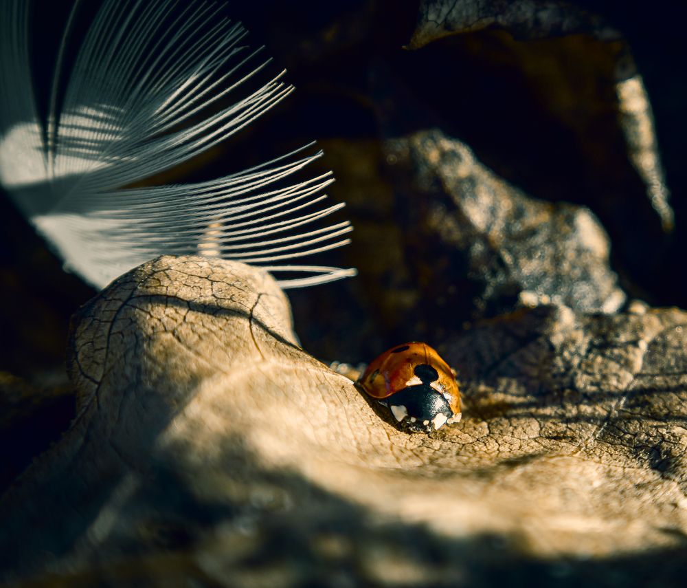 Photograph by Stamen Sotirov