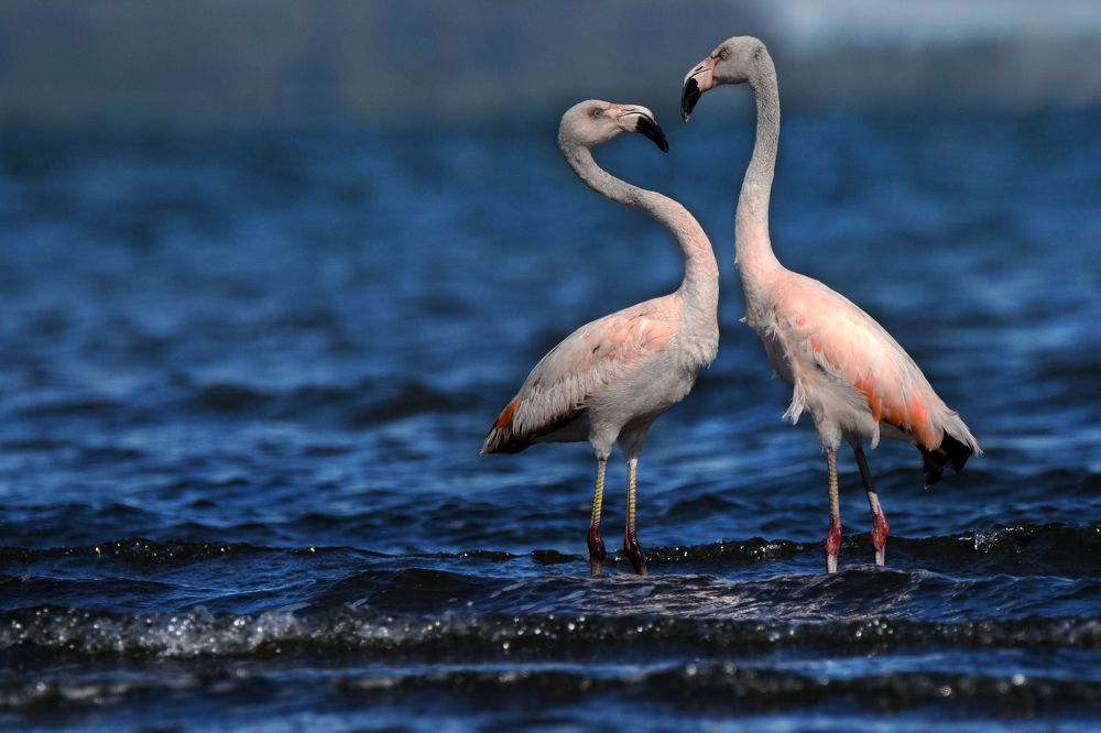 Photograph by SI SABER LOTFI