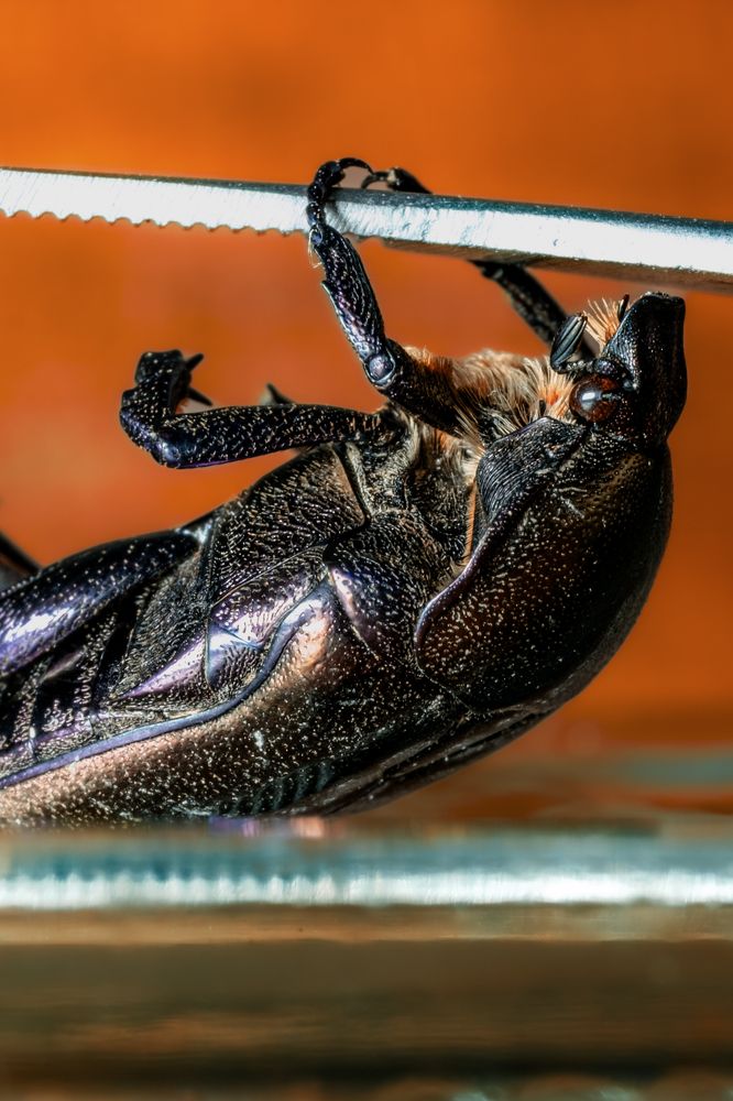 Photograph by Marin Karastoianov