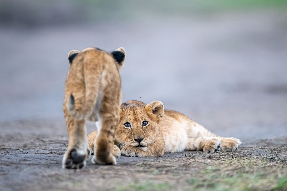 Фотография автора Sunny Saha Pramanick