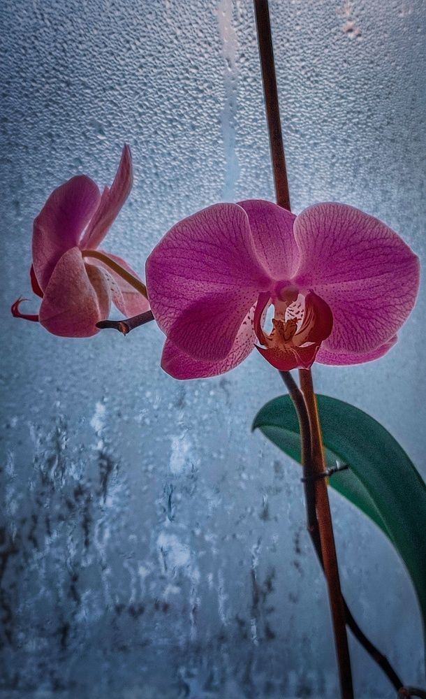 Фотография автора Анастасия Мамаева