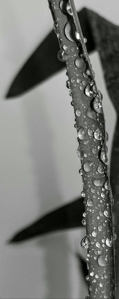 Photograph by Viana Vaseqi