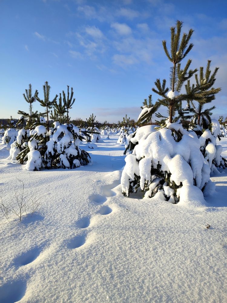 Photograph by Алёна Пшеленская