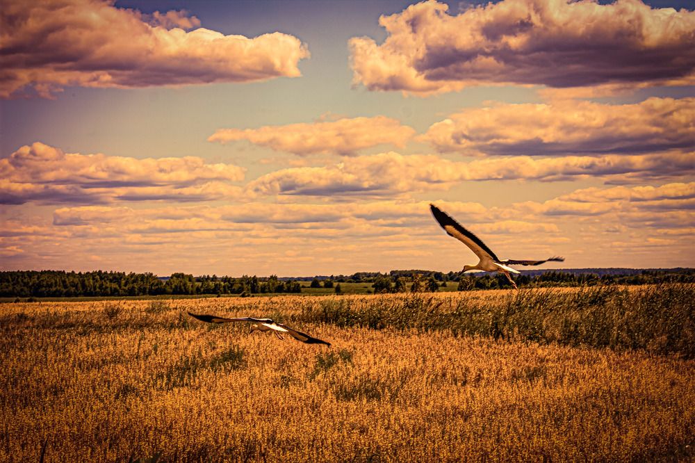 Photograph by Николай Яковлев