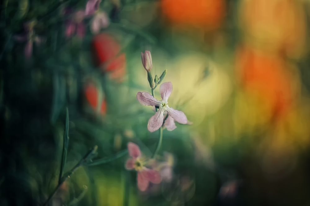 Photograph by Лайко Марина