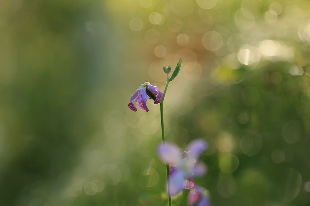 Photograph by Лайко Марина