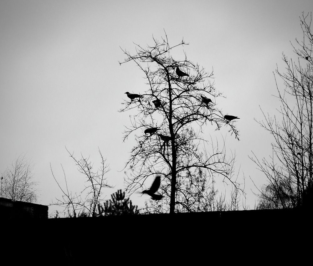 Photograph by Александр Лабутин