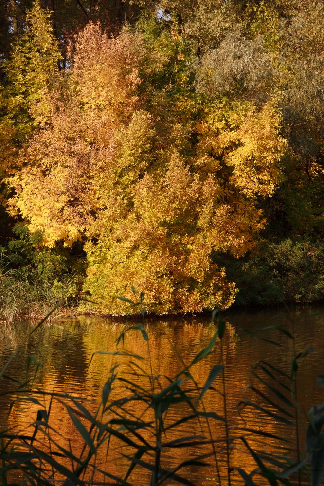 Photograph by Нелли Золотая