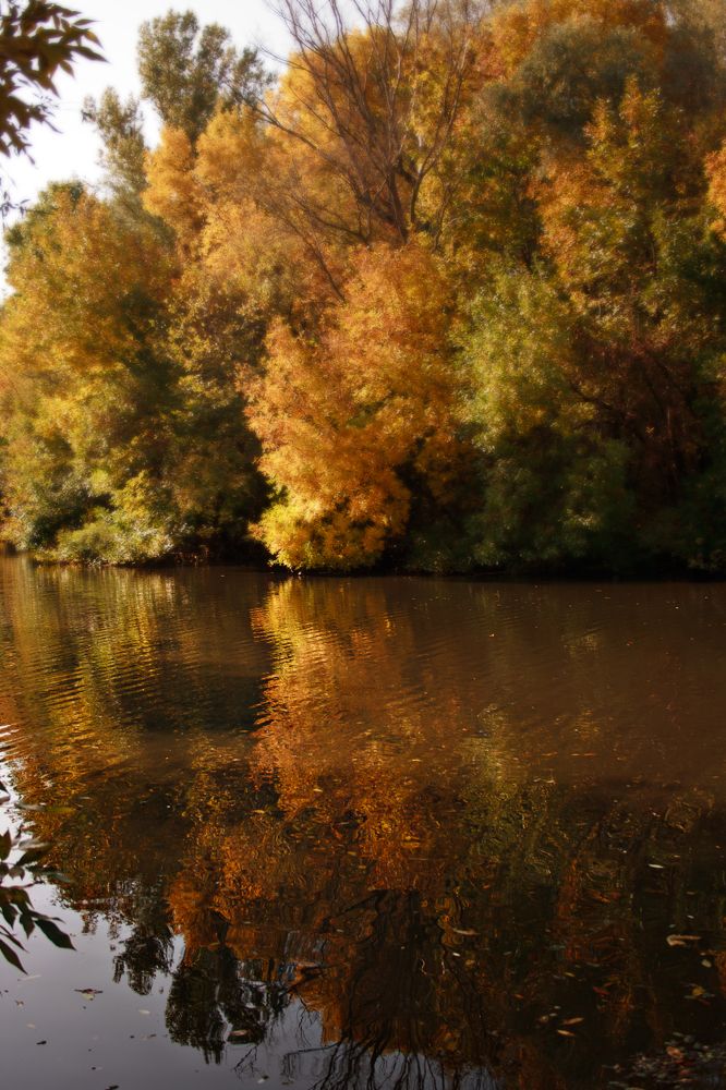 Photograph by Нелли Золотая