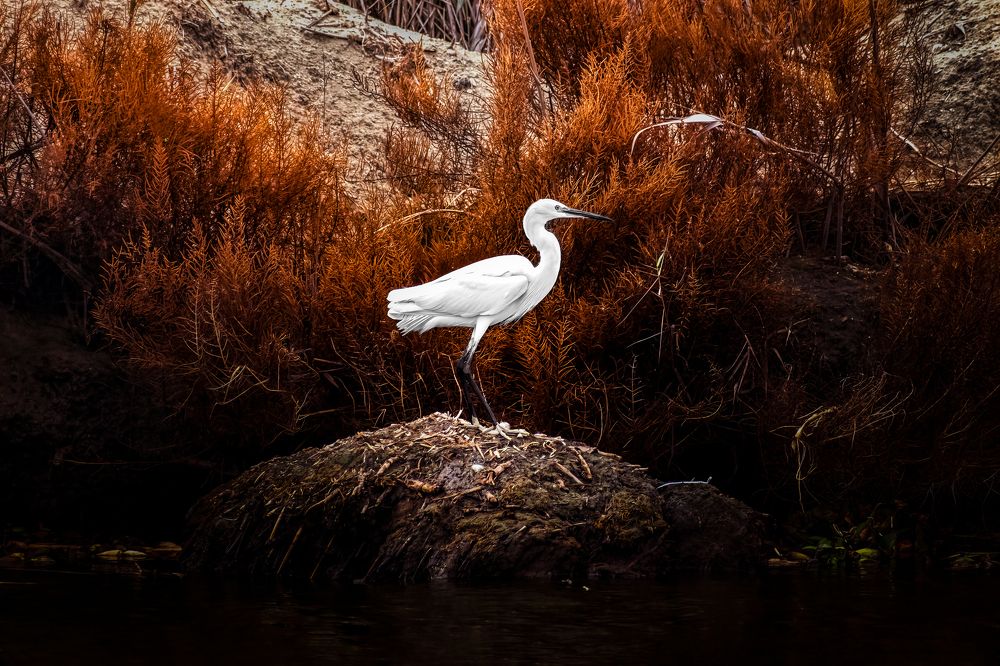 Photograph by Ahmed Fareed