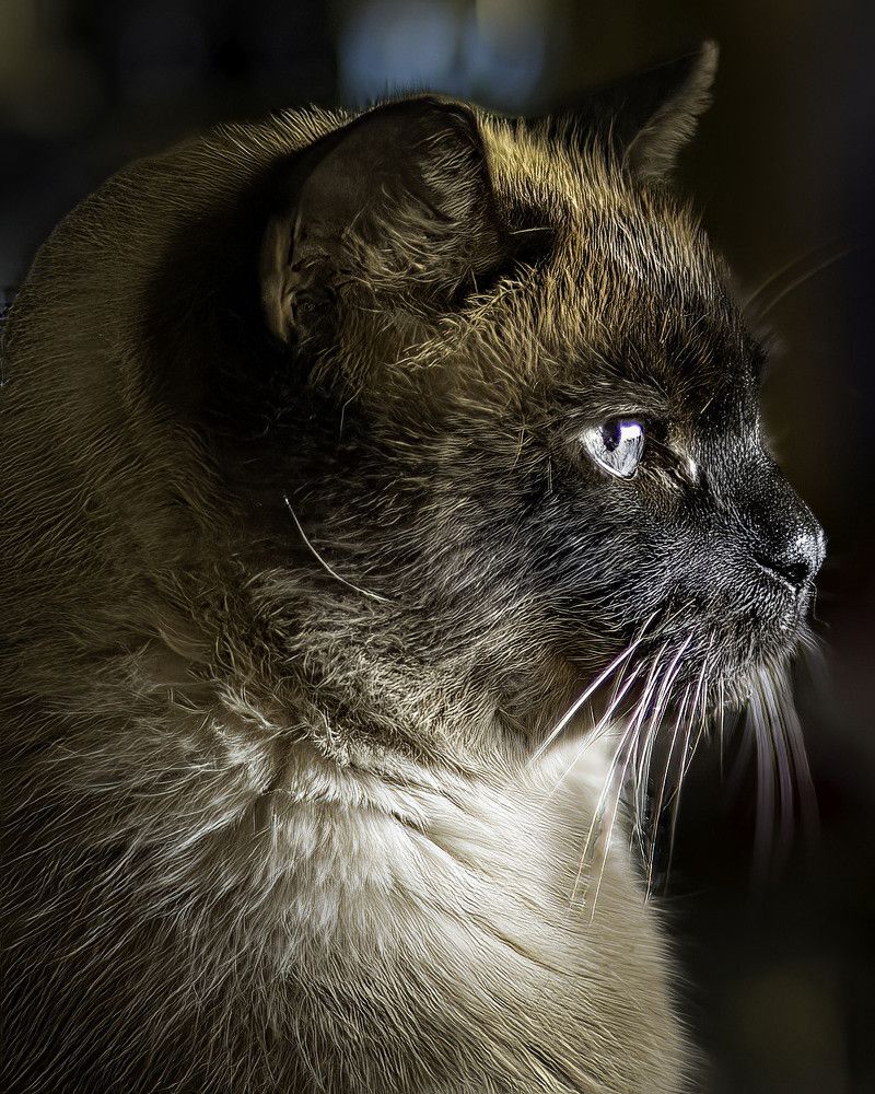 Фотография автора Raymond Asiala