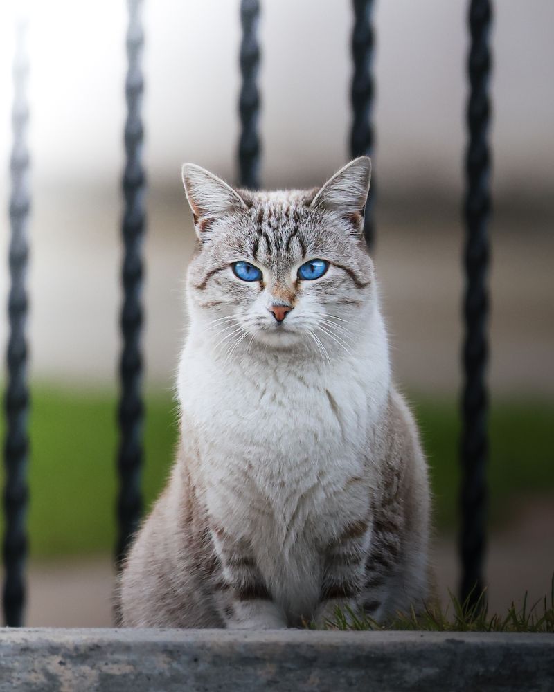 Photograph by Mihai Deaconescu