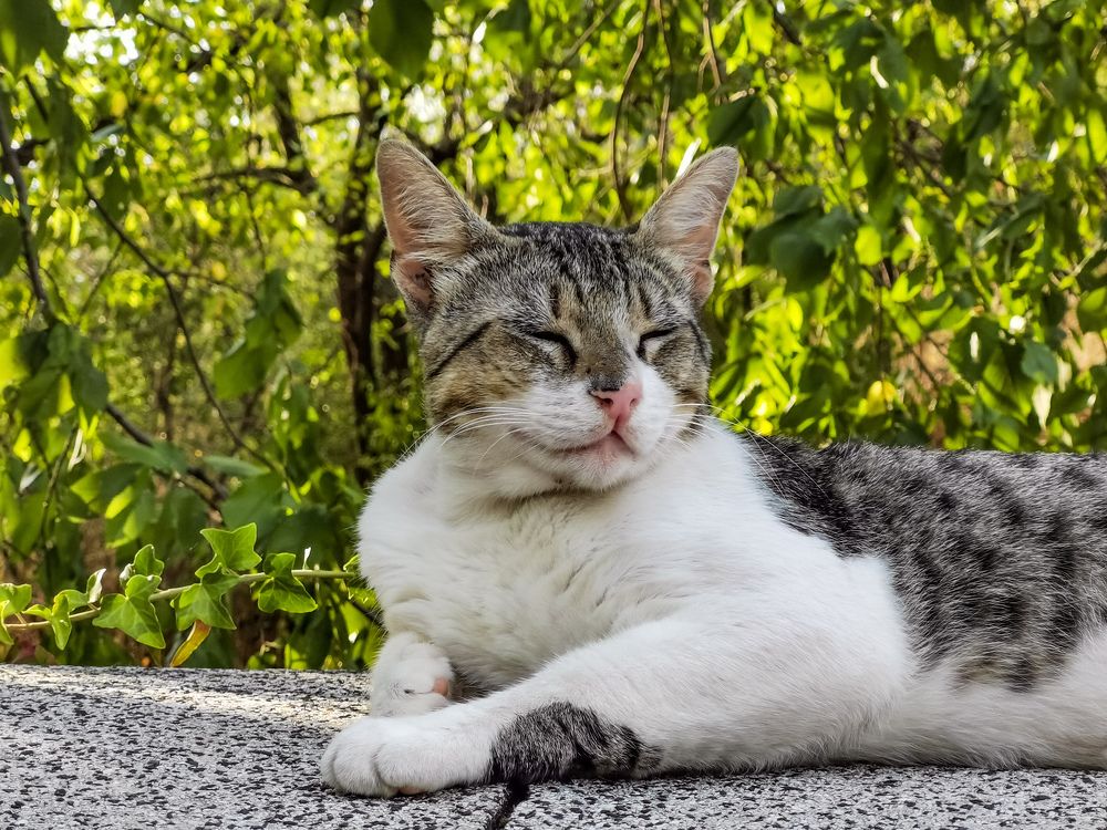 Photograph by Николай Драганов