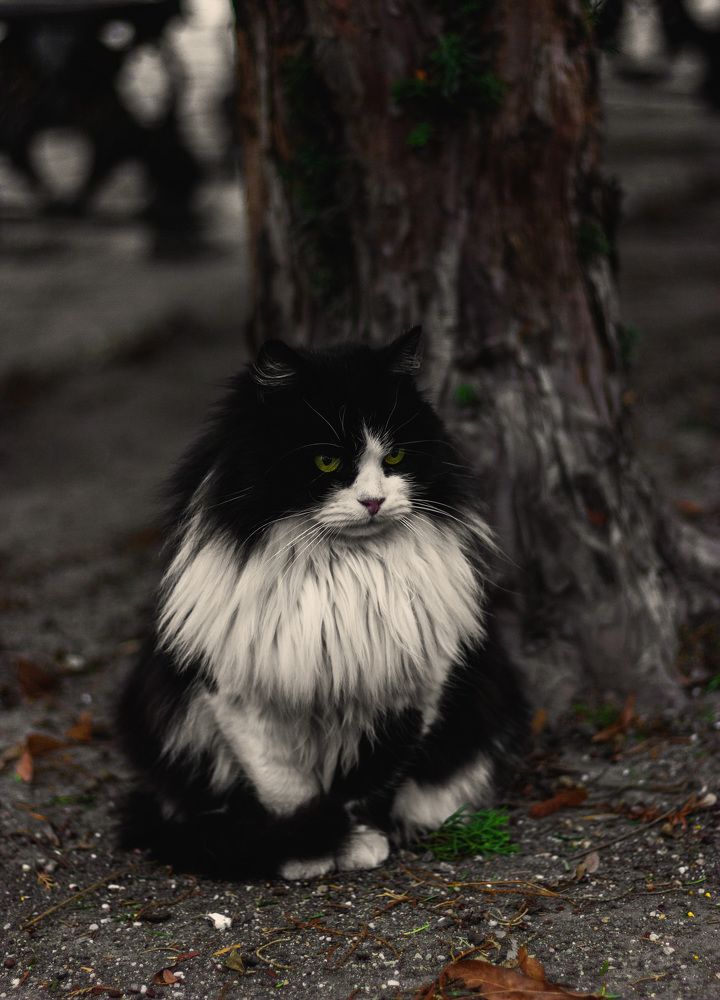 Домовой на прогулке