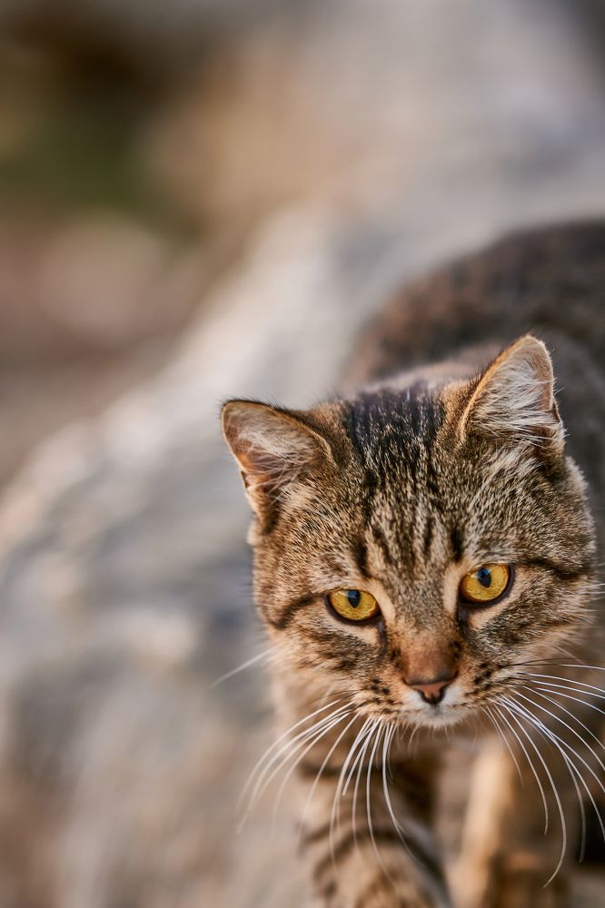 Photograph by Артем Большаков