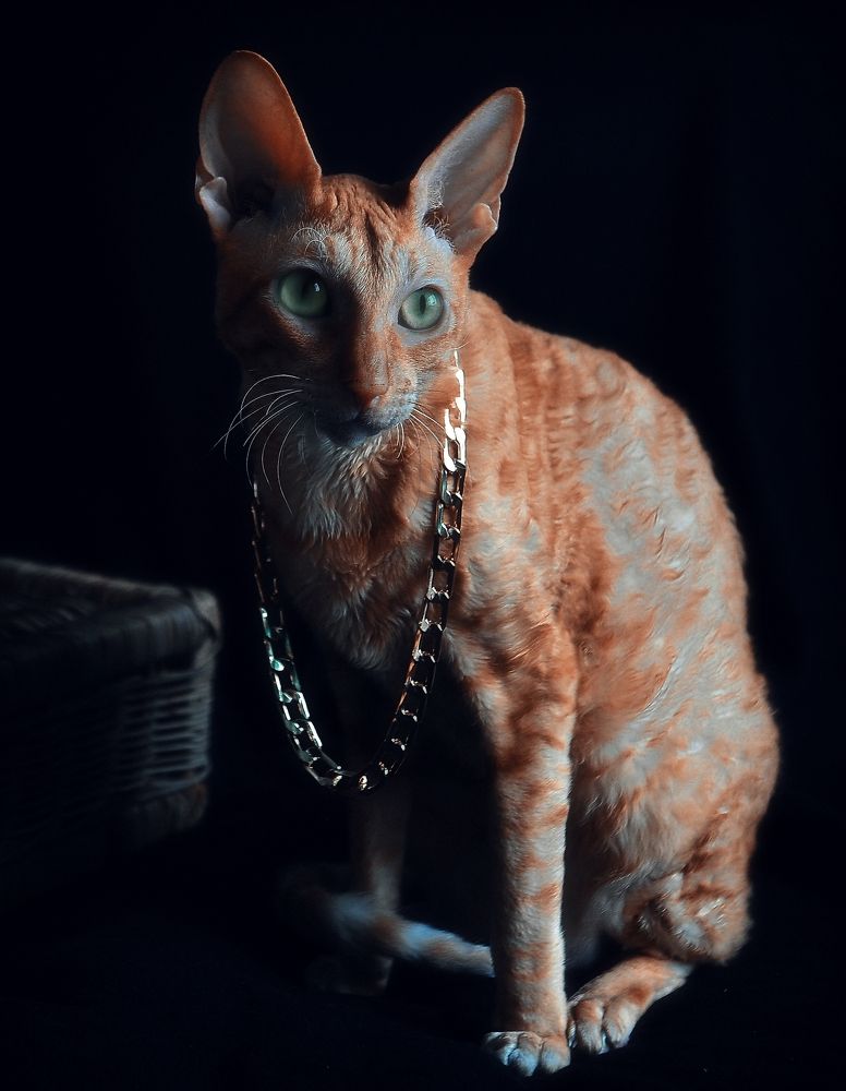 Фотография автора Наталья Тутарева