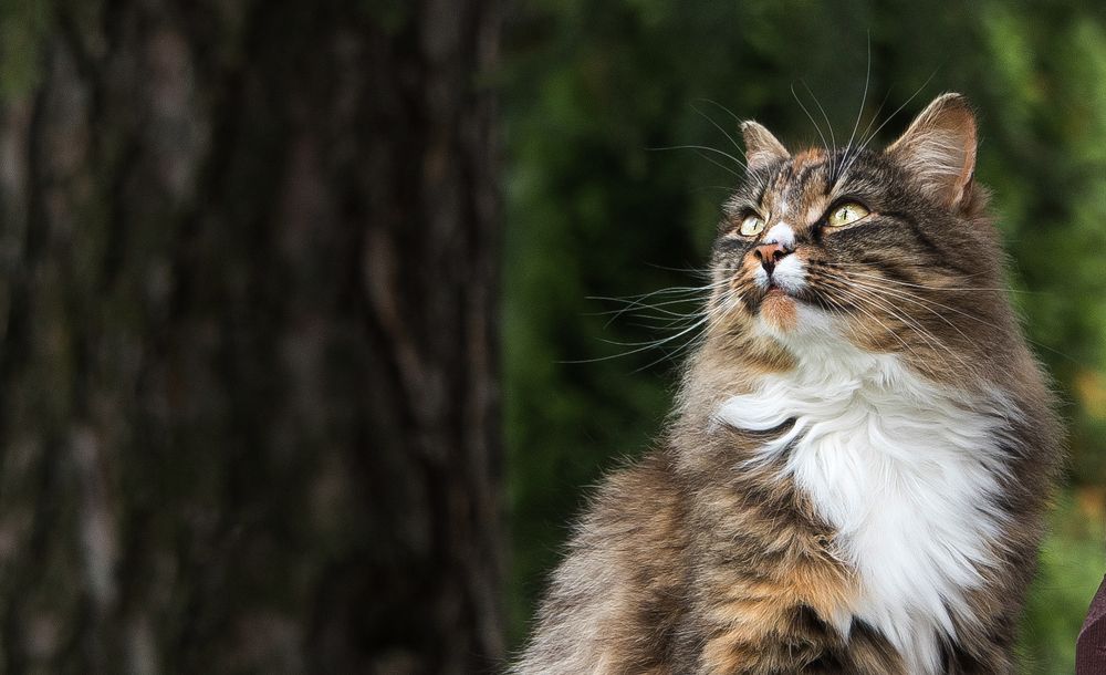 Photograph by Владимир Безбородов