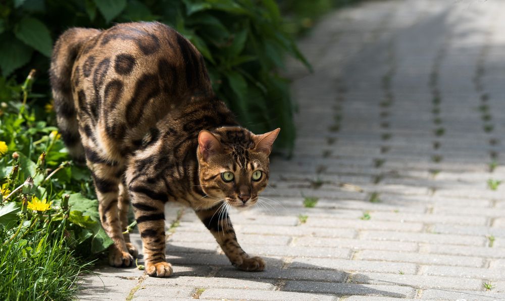Photograph by Владимир Безбородов