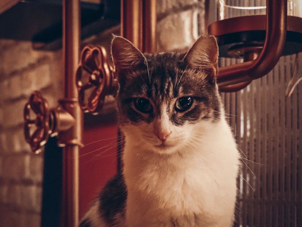 Photograph by Anton Krol