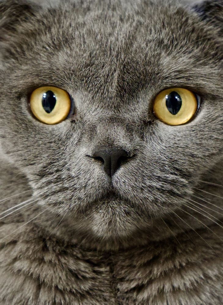 My lovely cat ❤️