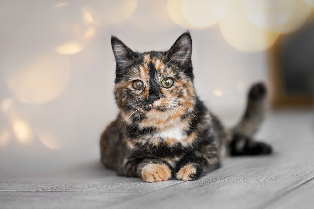 Фотография автора Татьяна Радусь