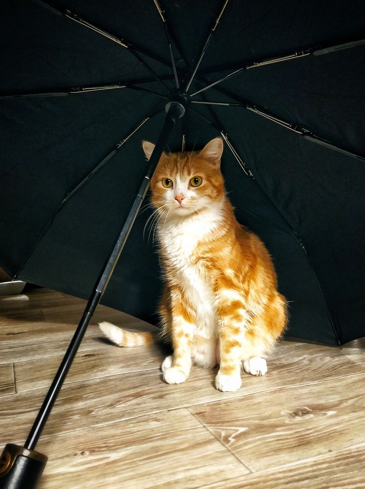 Фотография автора Гвоздецкая Анна