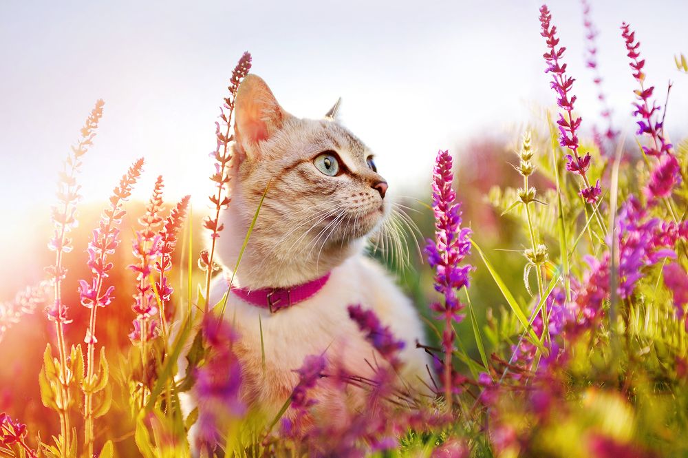 Photograph by Татьяна Калмацуй