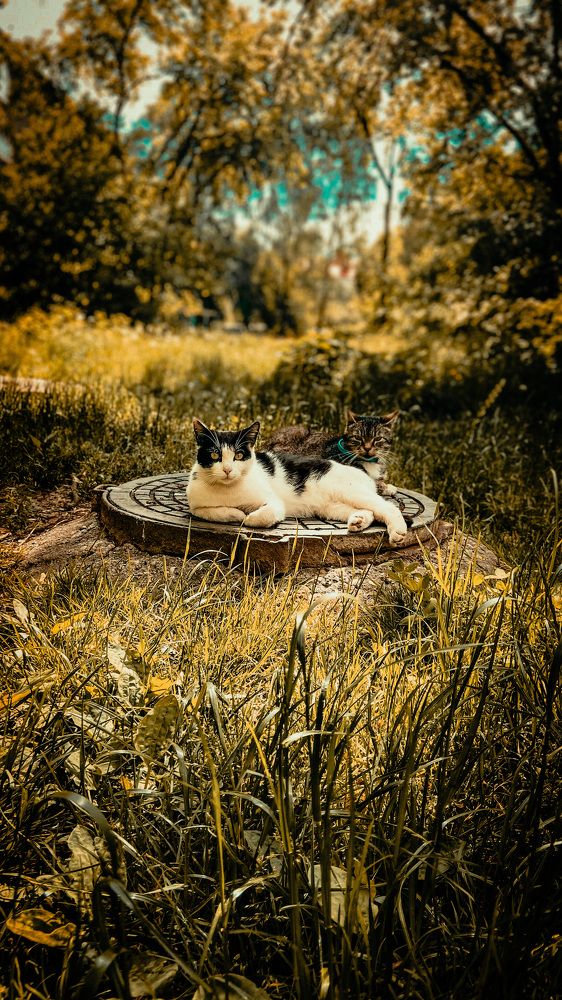 Хозяин мира