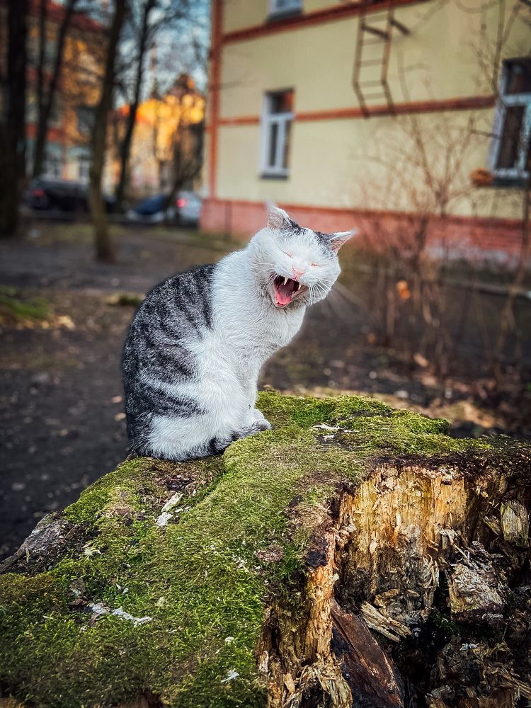 Ау, веснааа…?!!