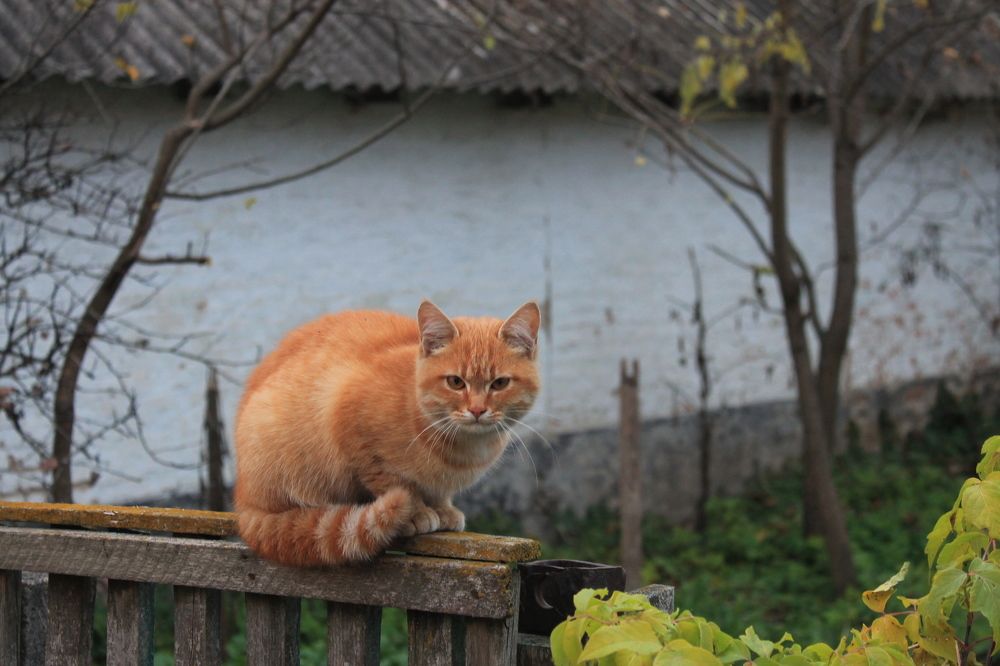 Фотография автора Алла Черноморская