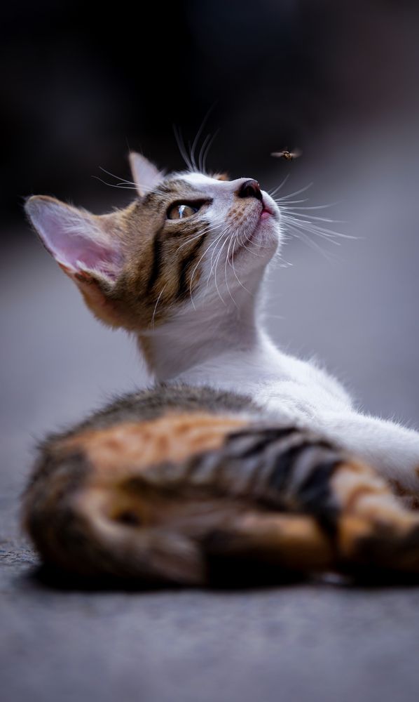 Photograph by HARSHIT MISHRA