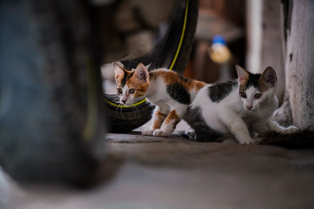 Photograph by HARSHIT MISHRA