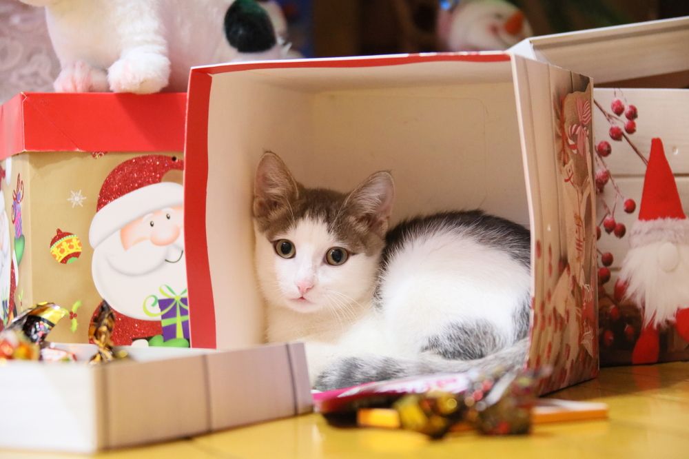 Photograph by Эдуард Герасимов