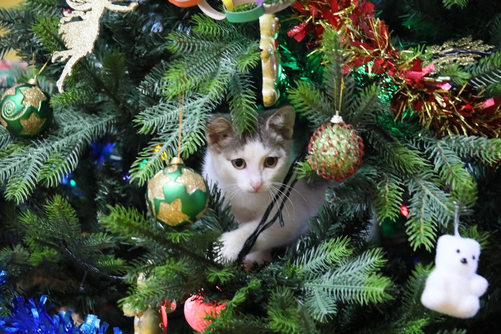 Photograph by Эдуард Герасимов