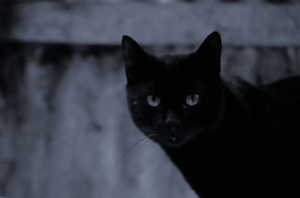 The Little Cat Panther