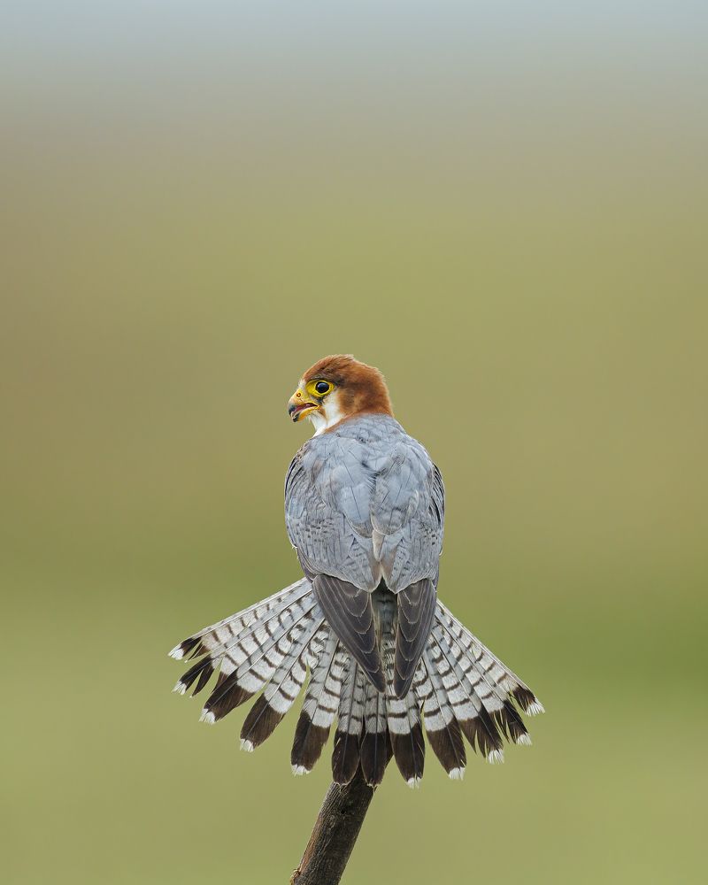 Фотография автора SRIRAM REDDY