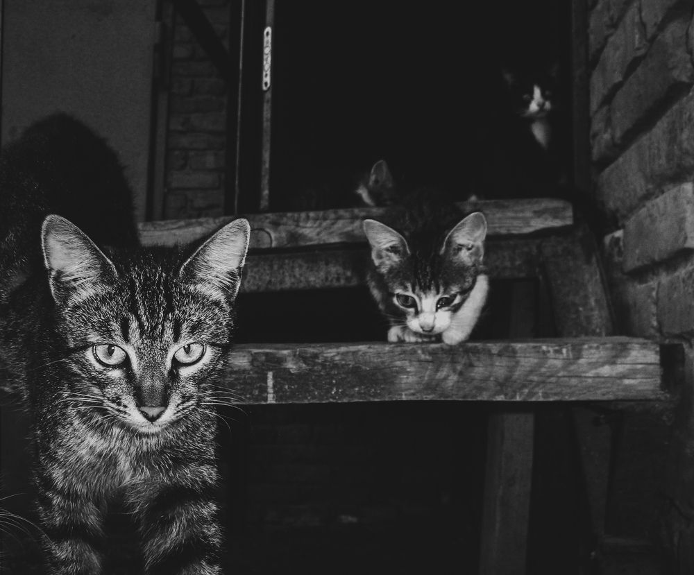 Фотография автора Юлия Гантимурова