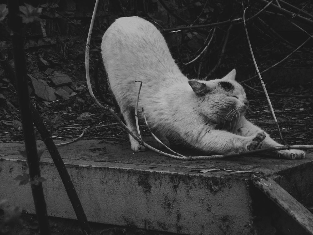 Фотография автора Юлия Гантимурова