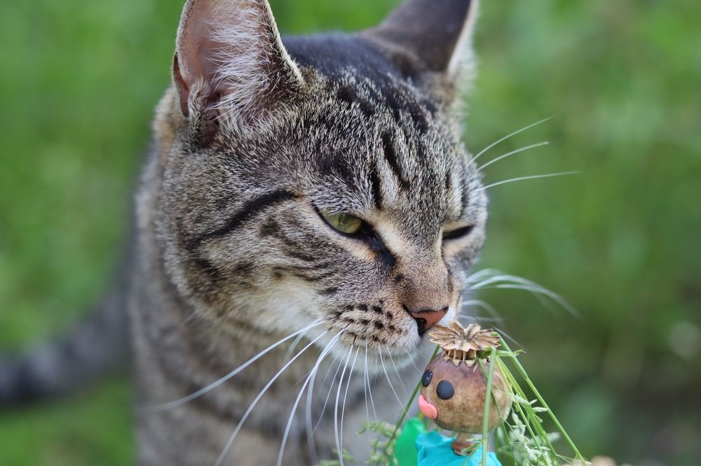 Photograph by Елена Алексеева