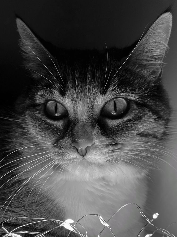 Photograph by Юлия Коншина