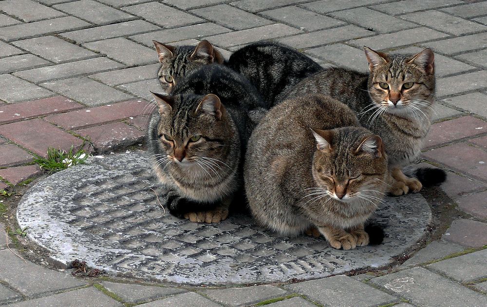 Фотография автора Сергей Гречихин