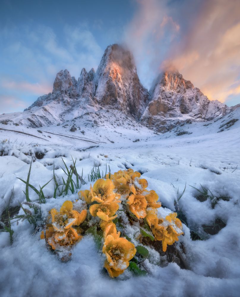 Цветы и снег.