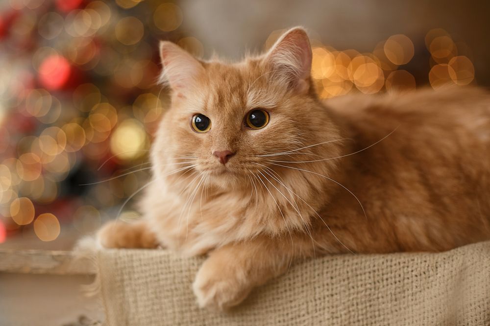 Photograph by Тамара Дмитриева