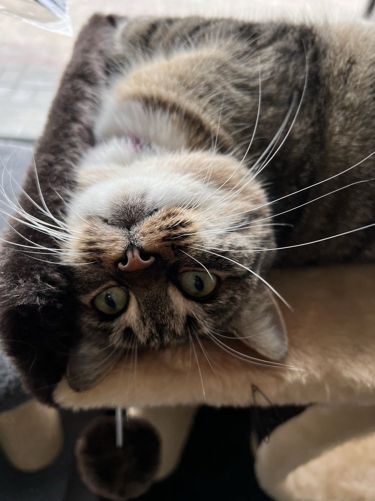 Фотография автора Ирина Мосько